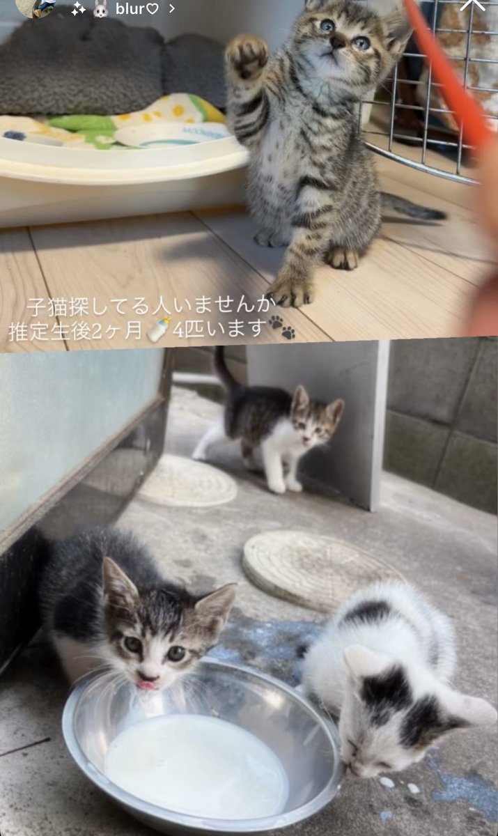ntk_quore's tweet photo. 子猫
里親募集

宮城県か東京に来られる方 https://t.co/ahmIw3CebP