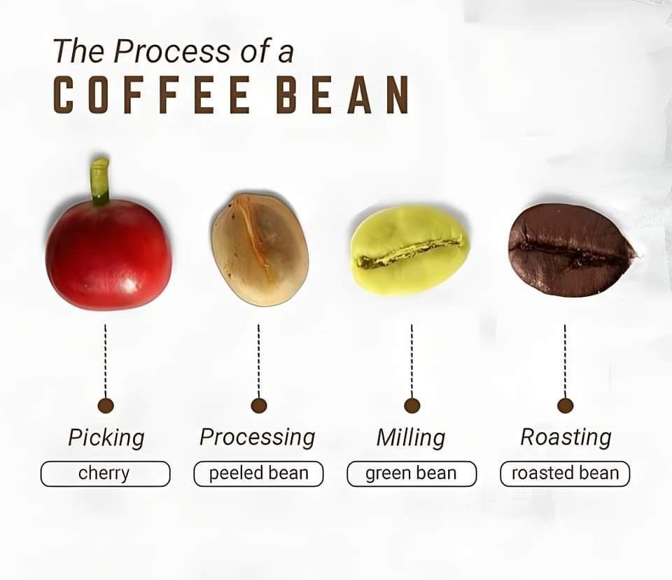 JackieAkampwera's tweet photo. Did you know apart from picking/harvesting the coffee bean, the rest of the stages require a machine? Do you think Farmers can afford these machines? Are we ready for value addition? https://t.co/C33KwYXeLJ