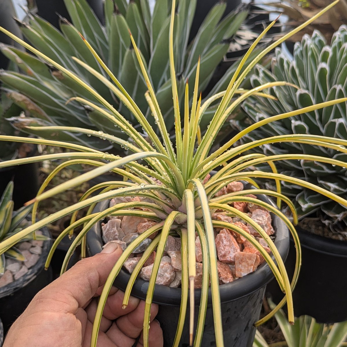 アガベ ストリクタ ' 吹上錦 ' Agave stricta variegata 完璧な黄中斑