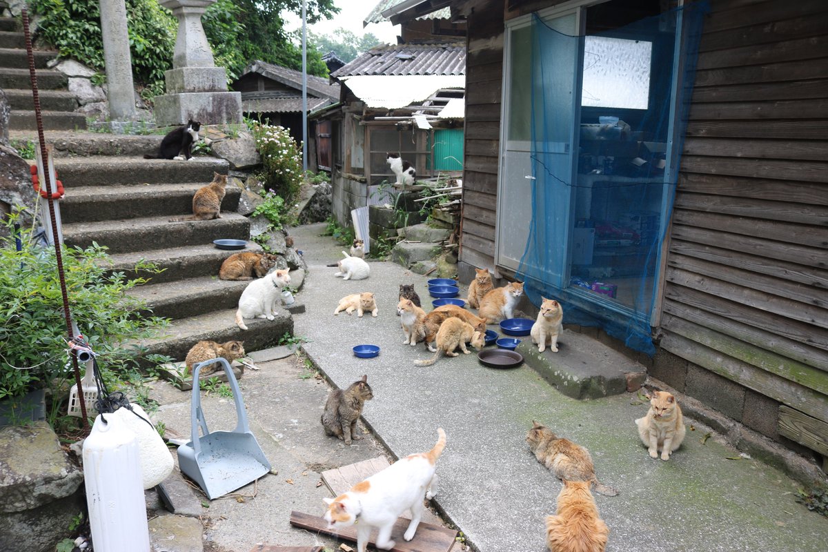 aoshima_cat's tweet photo. ２０１４年生まれの猫　ボス（そのB）

２０１５年よりも前に生まれた猫は、大部分が亡くなっています。
「ボス」はまだ元気に生きています。
(写真５)～（写真６）２０２６年６月６日に撮影

（写真７）～（写真８）２０１６年に撮影 https://t.co/dFgdMuOlju