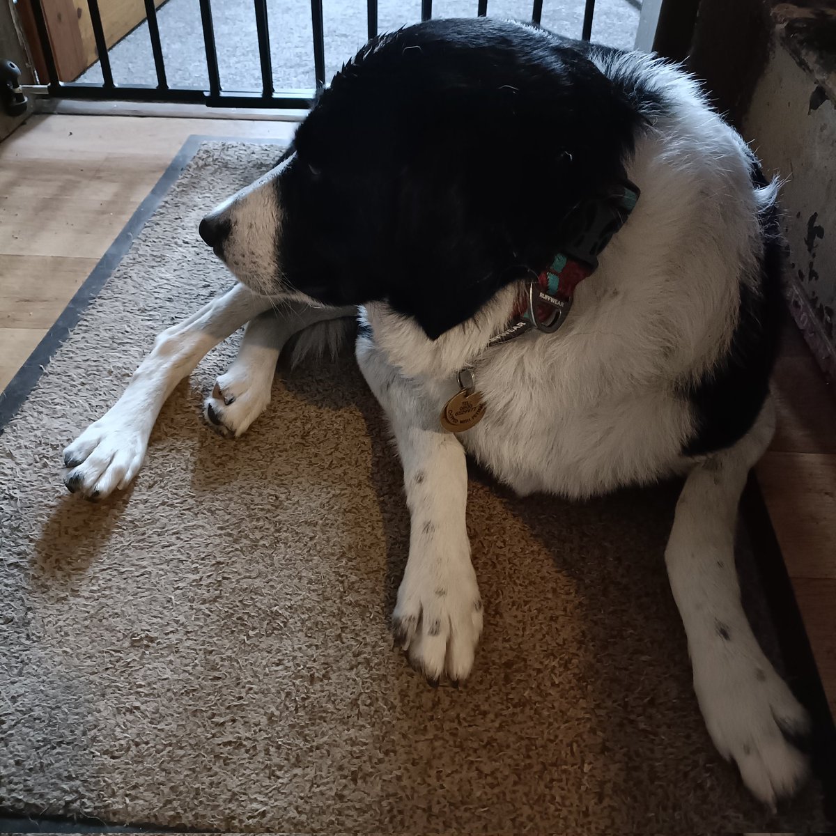 ComleyC's tweet photo. @dr_wendym_RN Flynn refusing to look at the camera as I won't let him in the lounge as he is wet after his walk. Sums up the day so far and it's only 9am https://t.co/n75Ixe7dbN