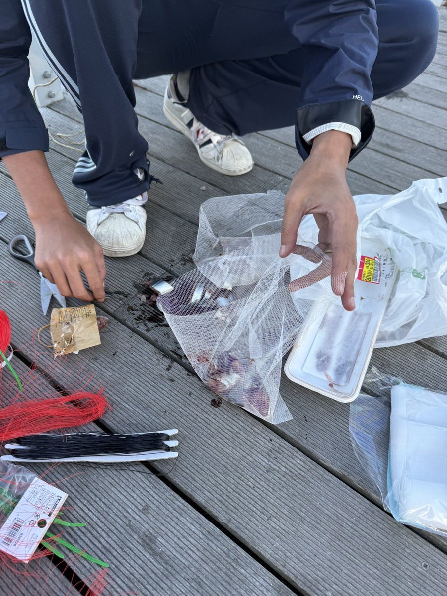 TshSurf21's tweet photo. 北海道から夜行フェリーで仙台港に訪れると投げ釣りにガザミが掛かっているのをたまたま見かけた。歩いて行ける範囲にホームセンターがあったので防鳥ネットなどを買い込みカニ網を自作。そして無事にガザミやイシガニをゲット。釣り道具も持ってなく初めての場所で手作り仕掛けでの成功体験は熱い。 https://t.co/QRrJhxZ2Dz