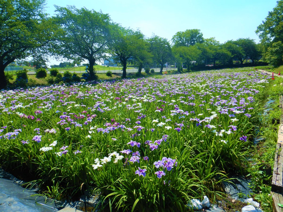 赤堀花しょうぶ園の6月17日の様子】 遅咲きのエリアではまだお花を見