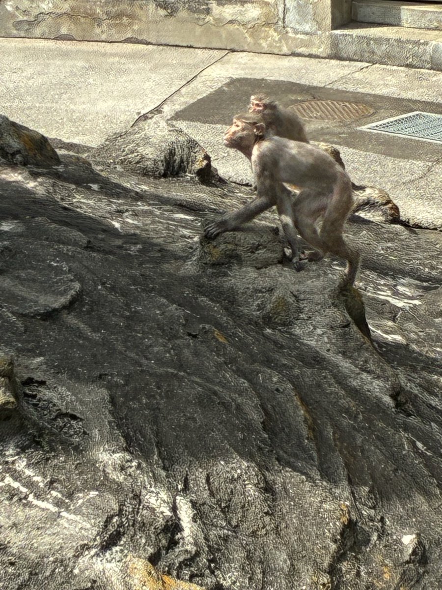 kotoranetsuke's tweet photo. 猿🐵大ピンチ！作業にいちゃんずっといた https://t.co/J1hKCT0yip
