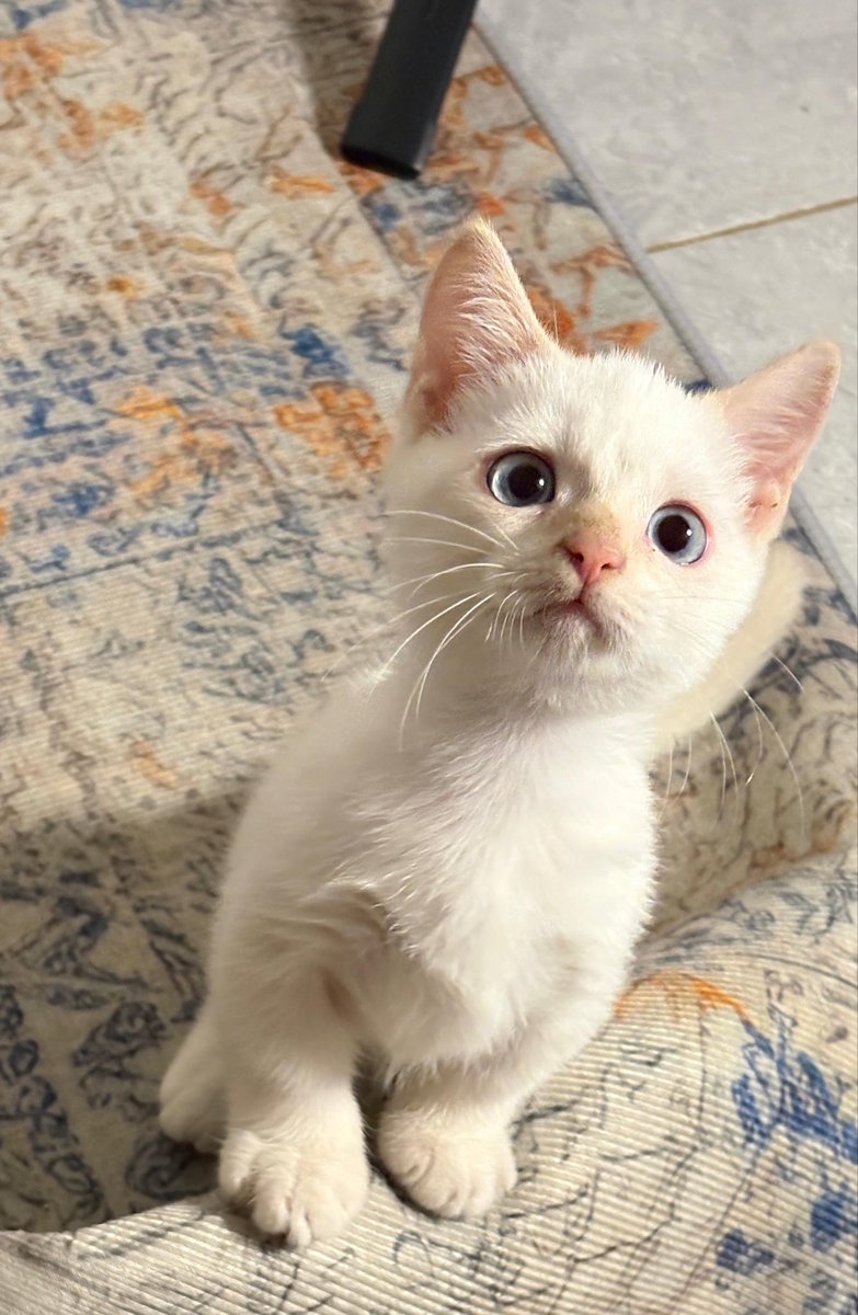 mintaalem's tweet photo. Jahe 3y5m 
Tahu 3mo https://t.co/X1cXu4bwAN