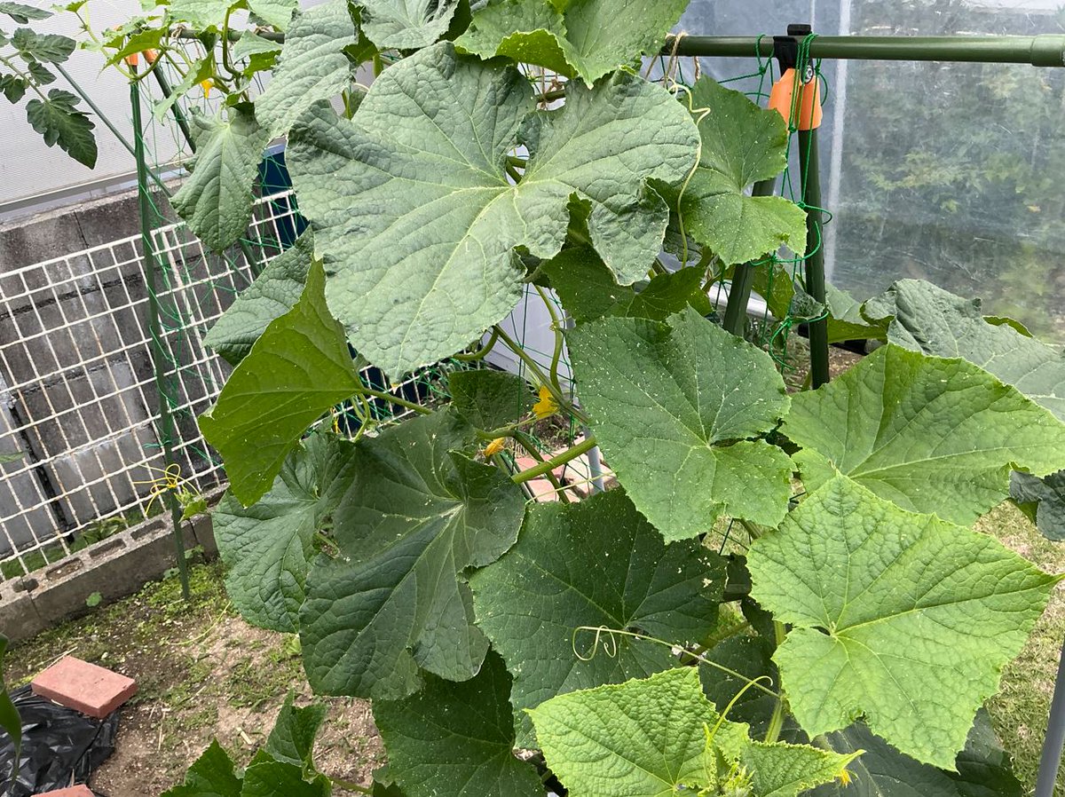 will717658601's tweet photo. 株でお金増えないので家庭菜園の話
キューリは初心者向けの野菜だけど
適当に育てると大抵10本位収穫して病気で枯れる。

しかし、雨避け付けると劇的に難度が低下して
1株50本以上安定して収穫できる🥒
キューリは梅雨の長雨や泥跳ねが大敵 https://t.co/EQPDSHdqnq