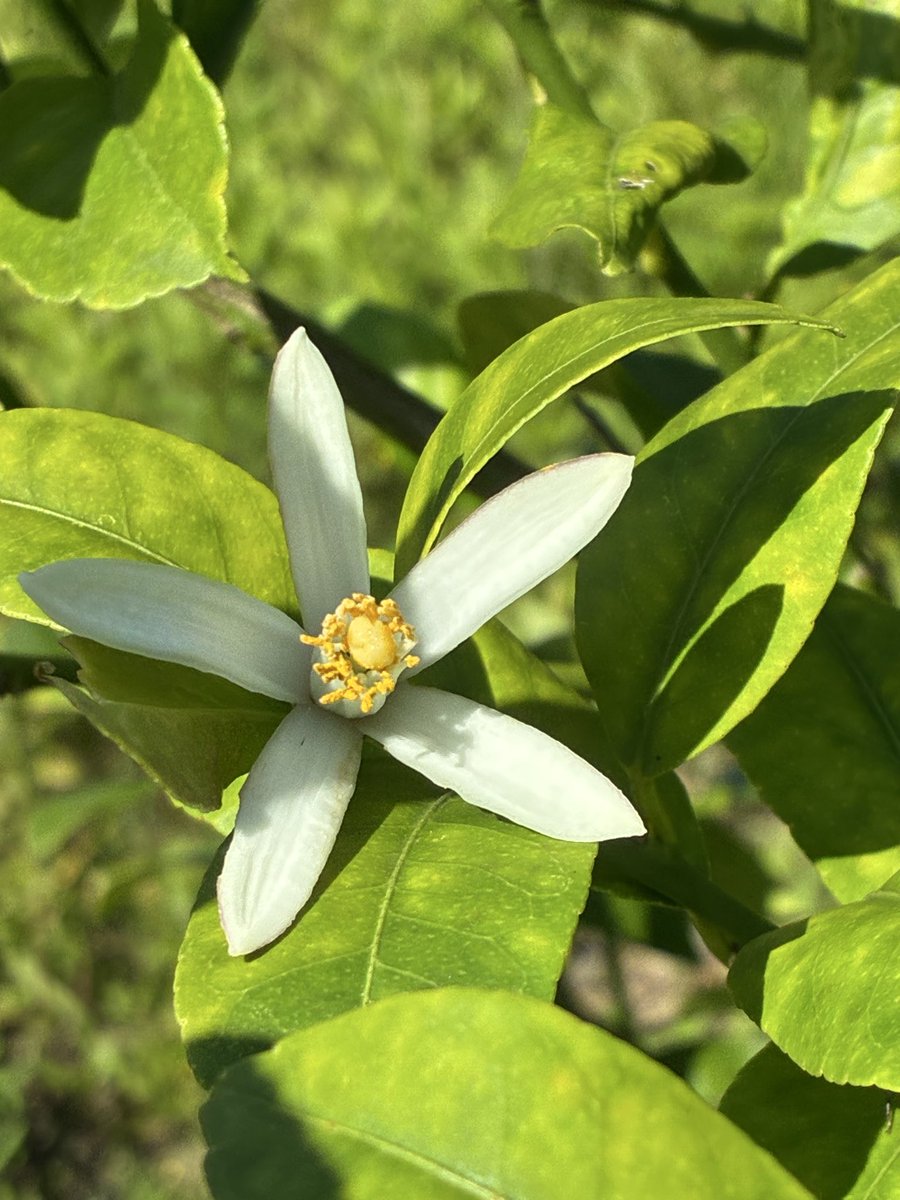 guripico's tweet photo. 上の畑
スモモが1個
色付いてきました*\(^o^)/*

ナツメの花⁉️が咲いてます。
でも、去年も実らしき物は何も出来ず😞

レモンの花がまた咲いてます。
蕾もチラホラ…
この子らも実になるのかな⁇ https://t.co/SXPcdSGG7Z