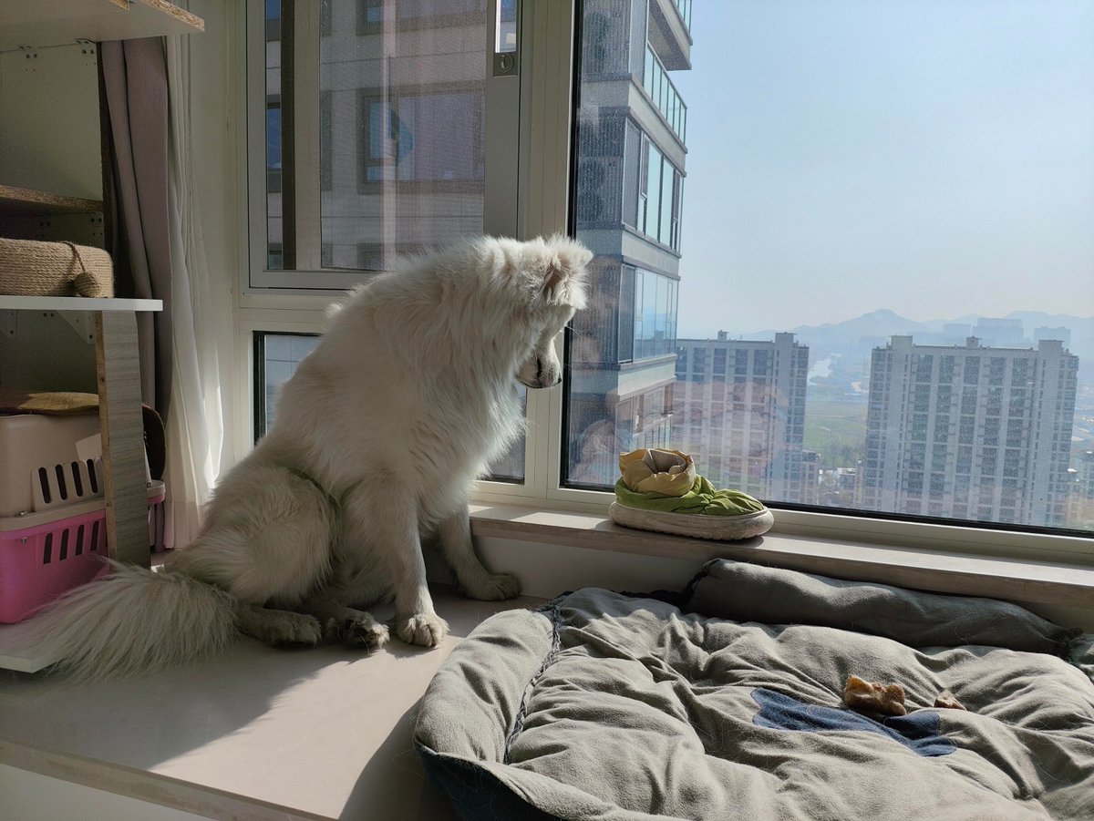 AsiLzade1992's tweet photo. My senior pup and I have the best lazy afternoons—snuggles, gentle pets, and zero rush. This little daily magic makes every hard day feel lighter.  #SeniorPetLove https://t.co/xpuSdXLleH