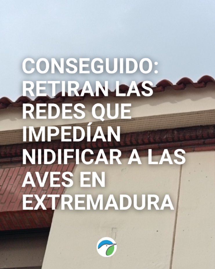 SEO_BirdLife's tweet photo. 🌟¡Buenas noticias en Extremadura!

Tras varios meses de denuncias, hemos conseguido que la Junta de Extremadura requiera a 2 los ayuntamientos para que retiren las redes y otros elementos que se habían instalado para evitar la nidificación de aves migratorias. https://t.co/Dxewm0dOVf