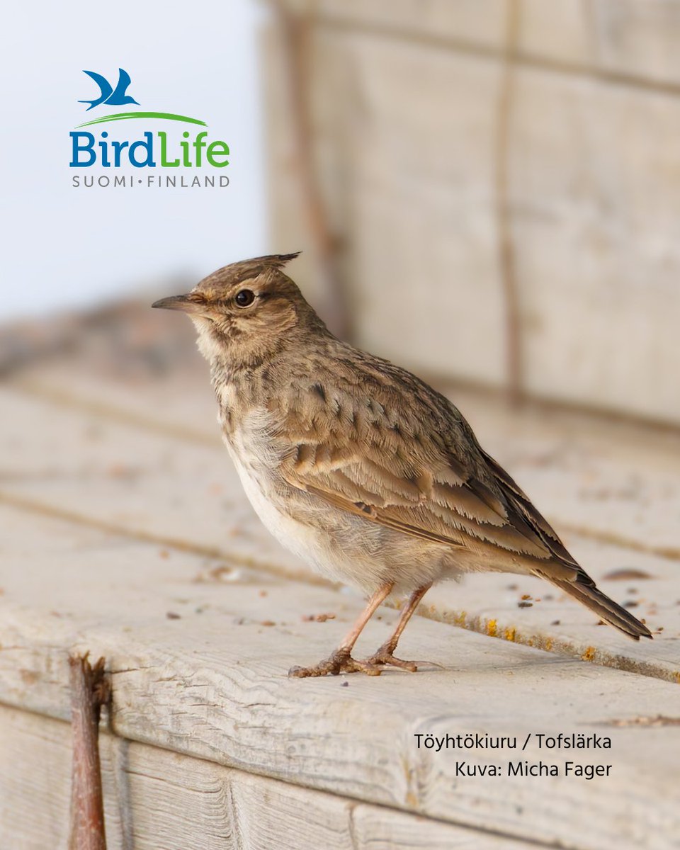 BirdlifeSuomi's tweet photo. Suomi sai jo vuoden toisen uuden pesimälajin, kun Muhokselta löytyi viikonloppuna töyhtökiurupoikue. Havainto oli yllättävä, sillä laji on vähentynyt Euroopassa ja hävinnyt kokonaan Viron ja Ruotsin pesimälinnustosta. Lue lisää: https://t.co/Uli7x7b7Xw https://t.co/I4mvzO3eUN