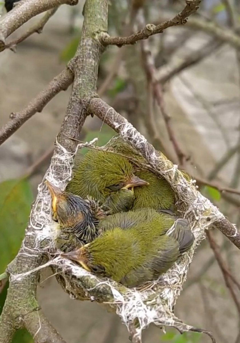 DortheWeiling's tweet photo. [Build a mini "bird feeder" with your tiny one today! This 10-minute DIY teaches teamwork and brings chirpy joy to your backyard  #亲子时光 #FamilyFun] https://t.co/EUOkMvK3vt