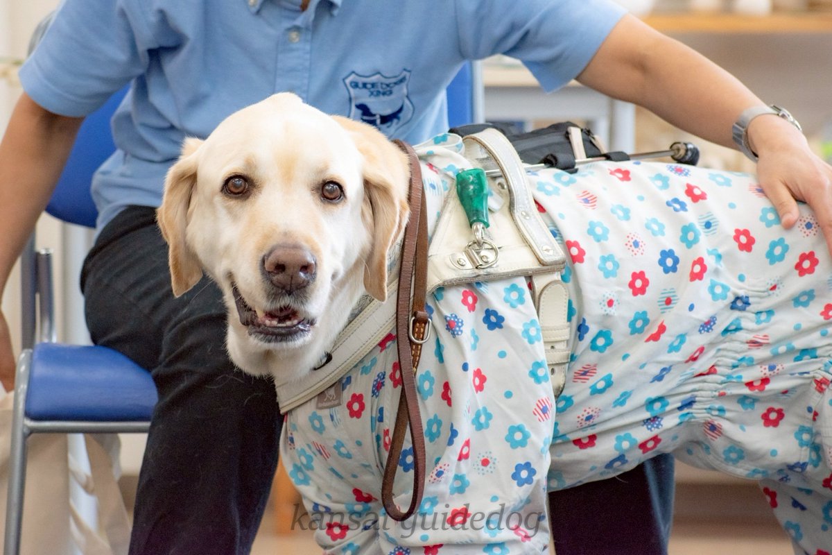 kansaiguidedog's tweet photo. 【引退式】
先日盲導犬の引退式を行いました。
式ではユーザーさんが、歩くのが大好きなパートナーといつでもどこでも一緒にたくさん歩いた素敵な思い出をお話しされ、優しく撫でておられる姿が印象的でした。
引退後もこれまでと同じように楽しく歩いて生活できるようサポートしていきます✨️ https://t.co/HZwPPkV0pV