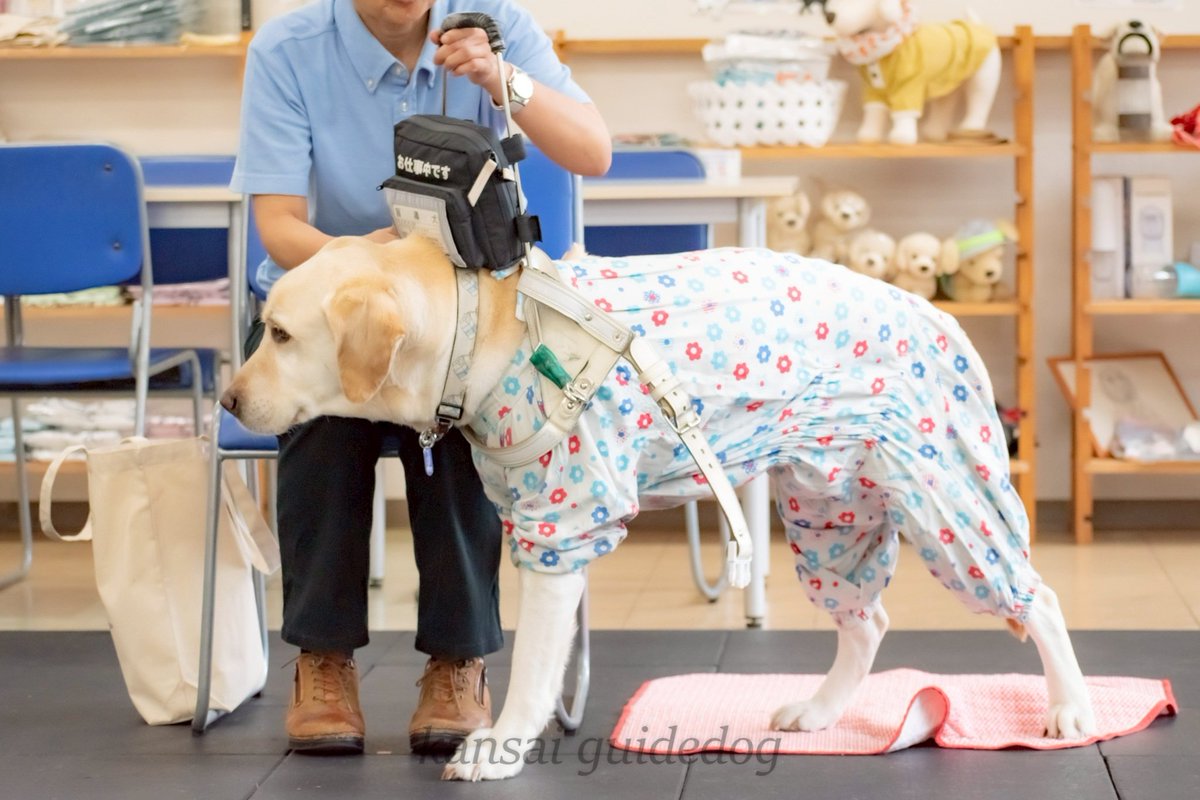 kansaiguidedog's tweet photo. 【引退式】
先日盲導犬の引退式を行いました。
式ではユーザーさんが、歩くのが大好きなパートナーといつでもどこでも一緒にたくさん歩いた素敵な思い出をお話しされ、優しく撫でておられる姿が印象的でした。
引退後もこれまでと同じように楽しく歩いて生活できるようサポートしていきます✨️ https://t.co/HZwPPkV0pV