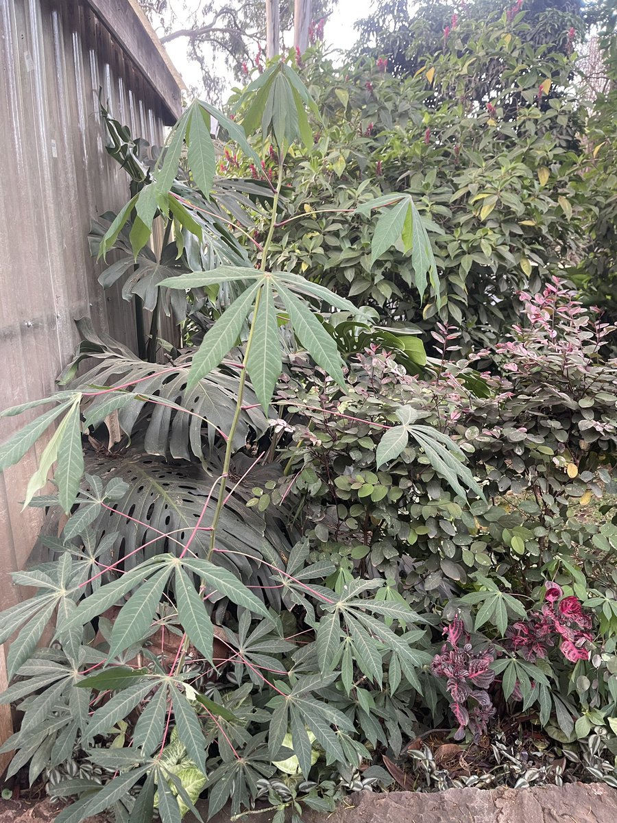 NyamburaGobela's tweet photo. Cassava for decoration because why not? https://t.co/4sW8x6DPdq