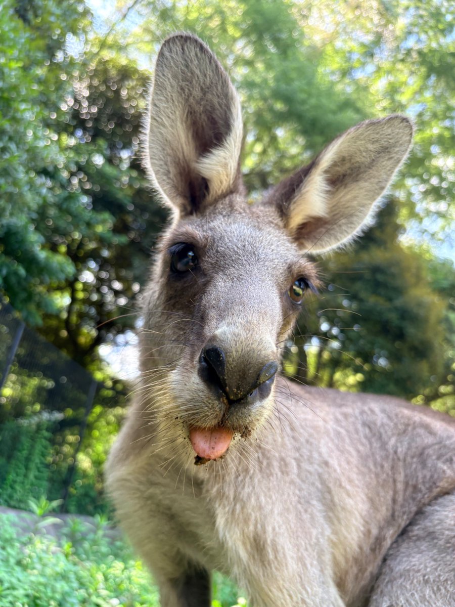 ChibaZoo's tweet photo. オオカンガルーのモニですが当園にきて1年が経ちました。
来た当初に比べて、色々な表情や仕草を見せてくれるようになりました。(飼2)
#千葉市動物公園 
#オオカンガルー https://t.co/3ZiRfWKbPp