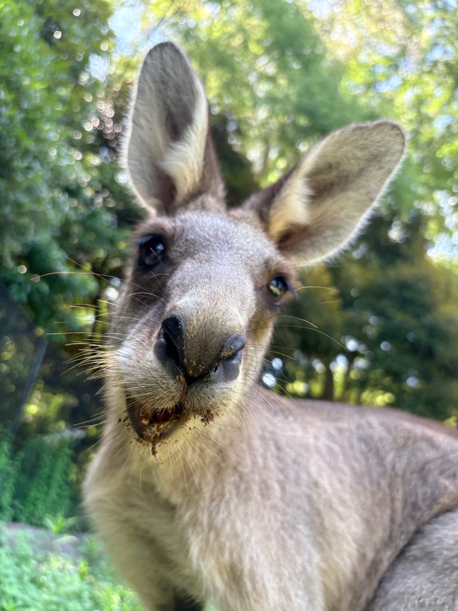 ChibaZoo's tweet photo. オオカンガルーのモニですが当園にきて1年が経ちました。
来た当初に比べて、色々な表情や仕草を見せてくれるようになりました。(飼2)
#千葉市動物公園 
#オオカンガルー https://t.co/3ZiRfWKbPp