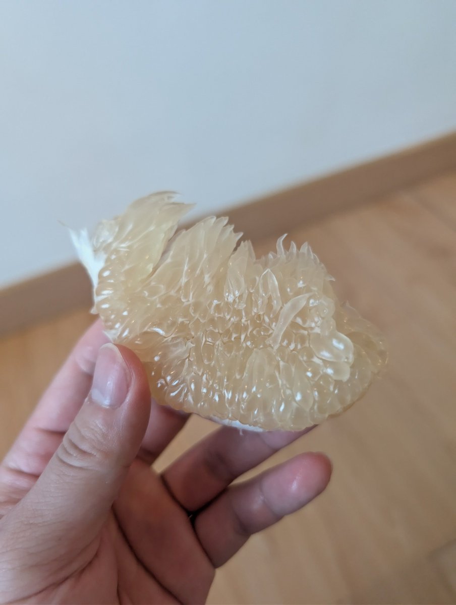 KASHIMACRO's tweet photo. ボルネオのスーパーで買ったクソデカ柑橘。めっちゃ美味い。 https://t.co/wnc3Y6KSQC