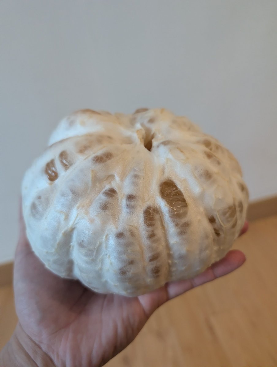 KASHIMACRO's tweet photo. ボルネオのスーパーで買ったクソデカ柑橘。めっちゃ美味い。 https://t.co/wnc3Y6KSQC
