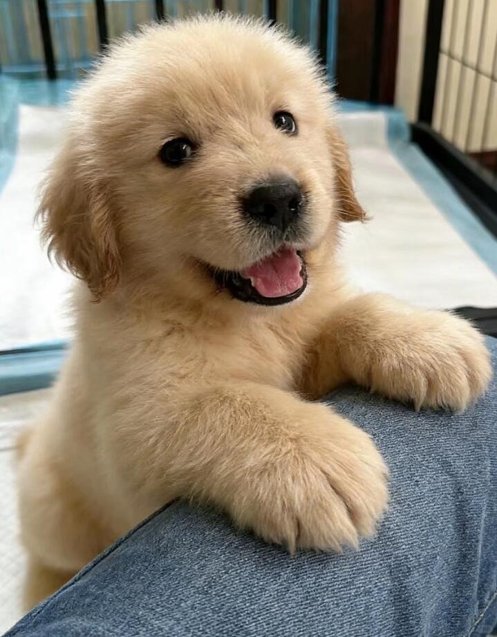 PawViral's tweet photo. So cute puppy 🥰 🐶 https://t.co/w7Dwa95O7t