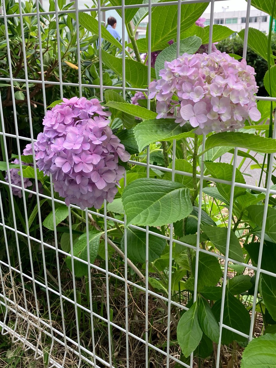 botShimamoto_'s tweet photo. ダイエーさんとこの紫陽花が綺麗 https://t.co/QAABgZtngM