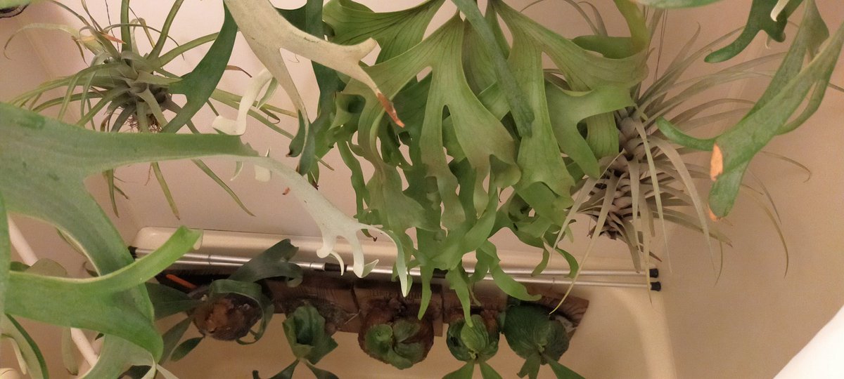 Bakretu's tweet photo. ご無沙汰しておりますｽﾐﾏｾﾝ

明日から連休
オッサンへの水やり＆草どもへの水やり💦 https://t.co/VQCqQRvzqX