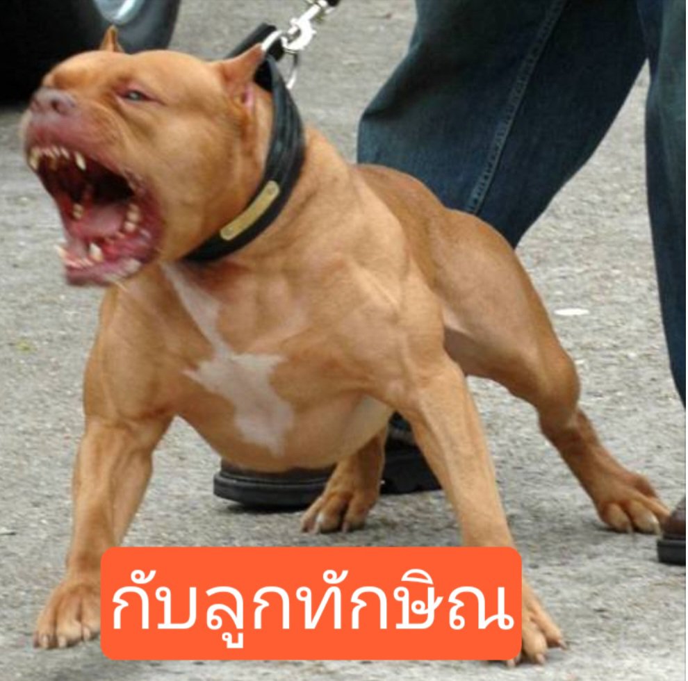 Dao84957093's tweet photo. เอ่เอ๊สะกะดุ๊งกะดิ๊ง 🤗 https://t.co/2VGeqpjpeG