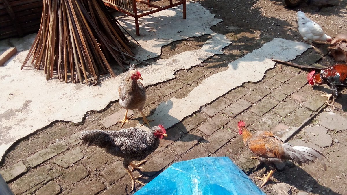gadhingdecoker's tweet photo. 17 jun kuntara 4 https://t.co/Iv5H309R0o