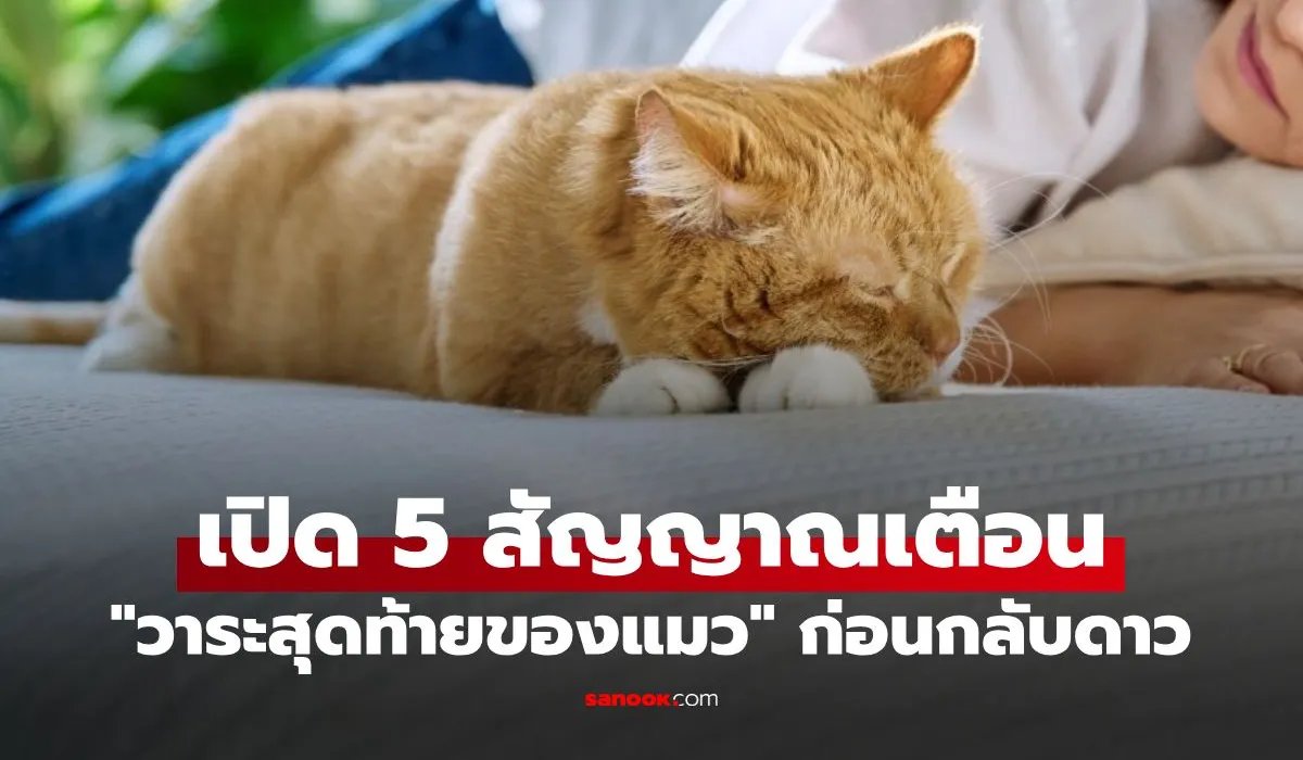 Somjaijakk's tweet photo. 5 สัญญาณเตือน "วาระสุดท้ายของแมว" ทาสแมวควรรู้ อาการแมวใกล้กลับดาวแมว #sanook 
5 สัญญาณเตือน "วาระสุดท้ายของแมว" เรื่องสำคัญที่ทาสแมวควรรู้ พร้อมวิธีดูแลให้เขาสบายที่สุดก่อนจากลา
การจากลาเป็นเรื่องที่ยากจะทำใจสำหรับคนรักสัตว์ แต่เมื่อวันนั้นใกล้เข้ามา การสังเกตเห็นการเปลี่ยนแปลงและเข้าใจสัญญาณสุดท้ายของเพื่อนยาก จะช่วยให้เราสามารถเตรียมตัว เตรียมใจ และปรนนิบัติเขาให้ผ่านช่วงเวลาสุดท้ายได้อย่างสงบและอบอุ่นที่สุด