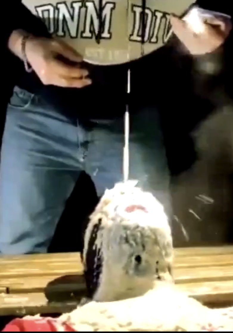 Gianluca_Pig's tweet photo. Some screenshots taken by a video I cannot post here… #extreme #degradation by a #pervert #master that #puke and #poop on my face for more than an hour no stop. This is my #slave #slut #bastard life. I’m here to accomplish all #top needs and eat their #vomit and #scat https://t.co/eHIm96vs8e