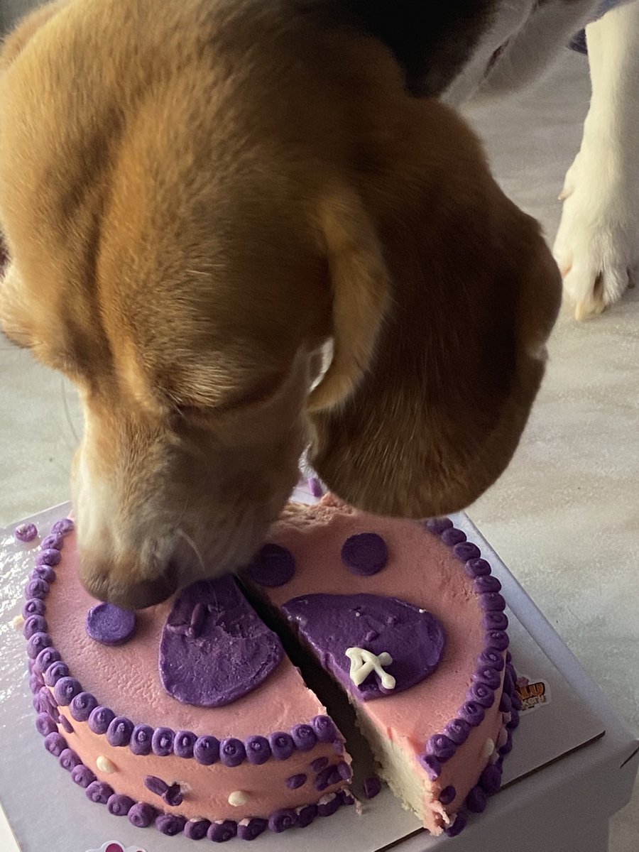 gyalchesterd's tweet photo. happy birthday sa aso ko sana masaya ka sa 700 pesos mong cake na inubos mo sa loob ng six minutes https://t.co/6p9IMcOmir