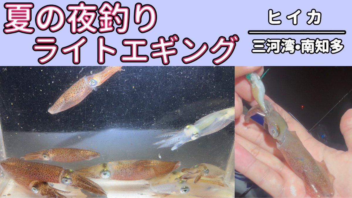 katwo1982's tweet photo. 知多半島のヒイカ釣り動画です！

https://t.co/TWpii5oV0X

#釣り #fishing #ヒイカ #ライトエギング #イカ釣り #夜釣り #エギング https://t.co/Bf6Suylmly