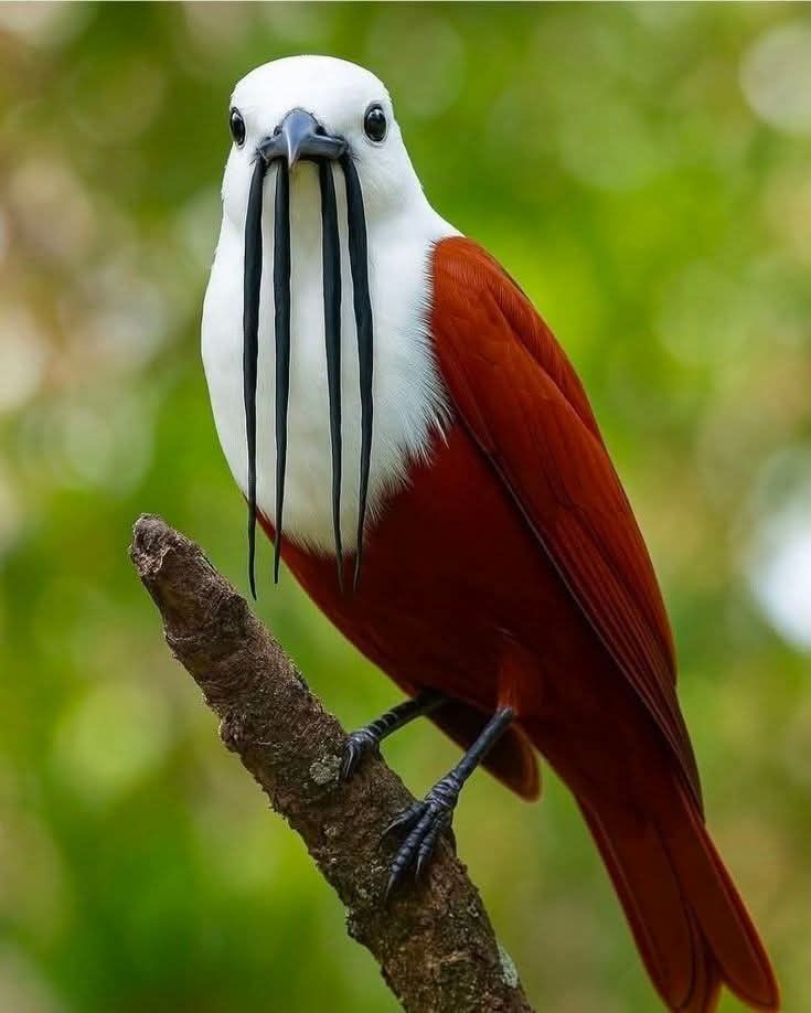 Enigma6077's tweet photo. #bird #nature https://t.co/ZJjsfySPhf