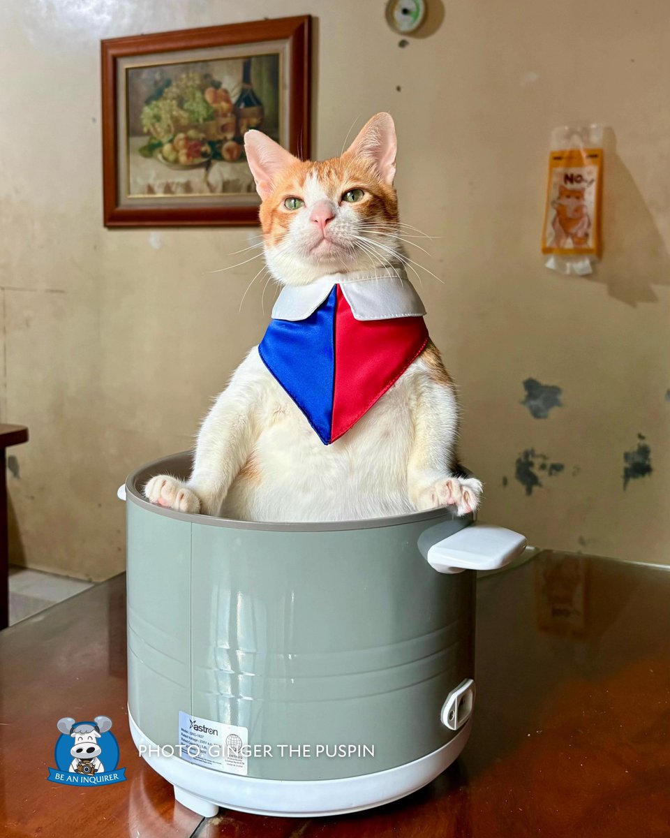 BeAnINQUIRER's tweet photo. ‘MABUHAY ANG MGA PUSANG PINOY’ 🐱🇵🇭

LOOK: Kinagiliwan ng mga netizen ang isang puspin na si Ginger dahil sa pagmamalaki nito sa kaniyang pagka-Pilipino sa pamamagitan ng pagsusuot ng barong at damit na may disenyong watawat ng Pilipinas.

📸: Ginger the Puspin | @edlyrandioINQ https://t.co/INphrKeGs9