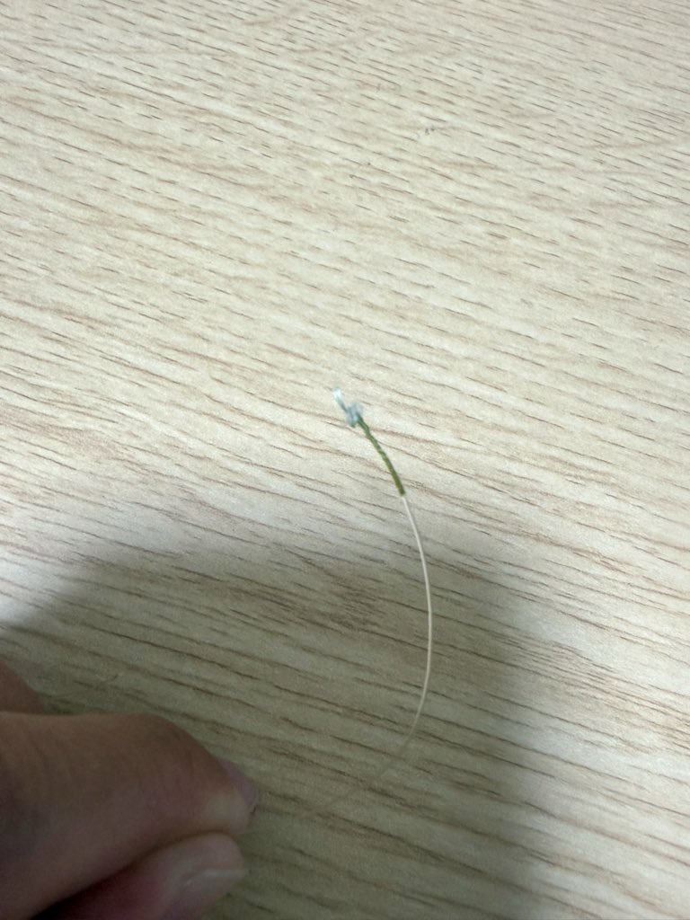 bachinukechan's tweet photo. これが家の至る所に落ちてる https://t.co/HAp0kuGFMg