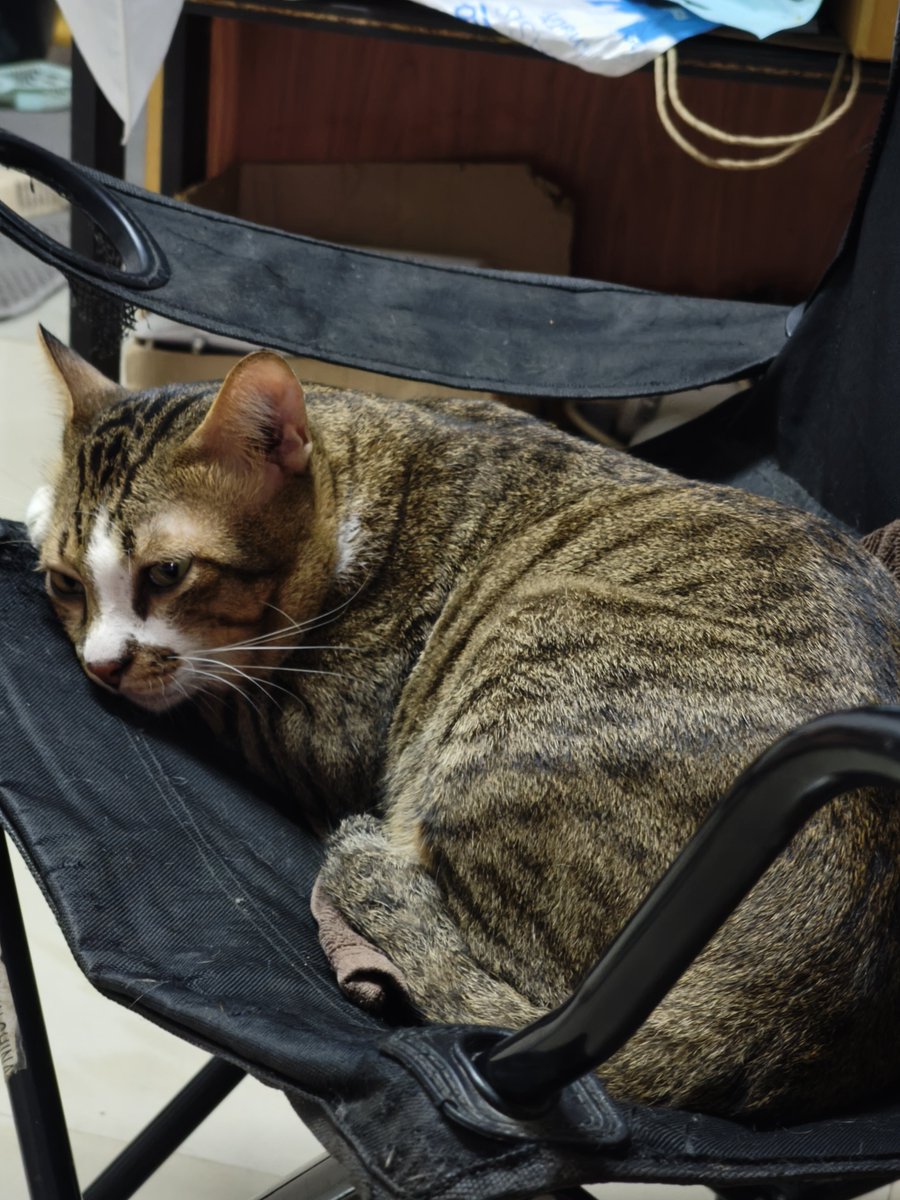 uber_wave125i's tweet photo. ヌコの色が変わってる！😺 https://t.co/Ikz9x08EfP