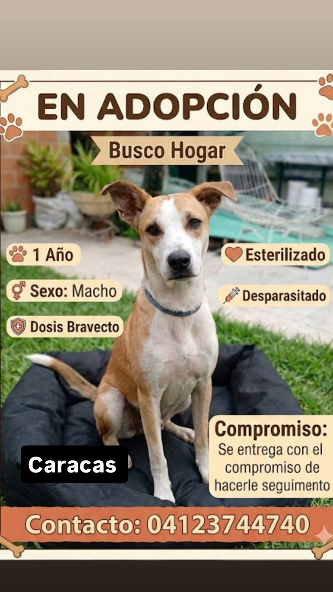 apoyocanino's tweet photo. Amigos recuerdan a Firulays?
El perrito que abandonaron en un edificio en San Martín, Caracas una noche y lo dejaron llorando allí 
Pues sigue en la calle pero sin perder la esperanza de tener una nueva familia que lo proteja y ame como todos los animales merecen 🙏💖 https://t.co/xu27Le68FP