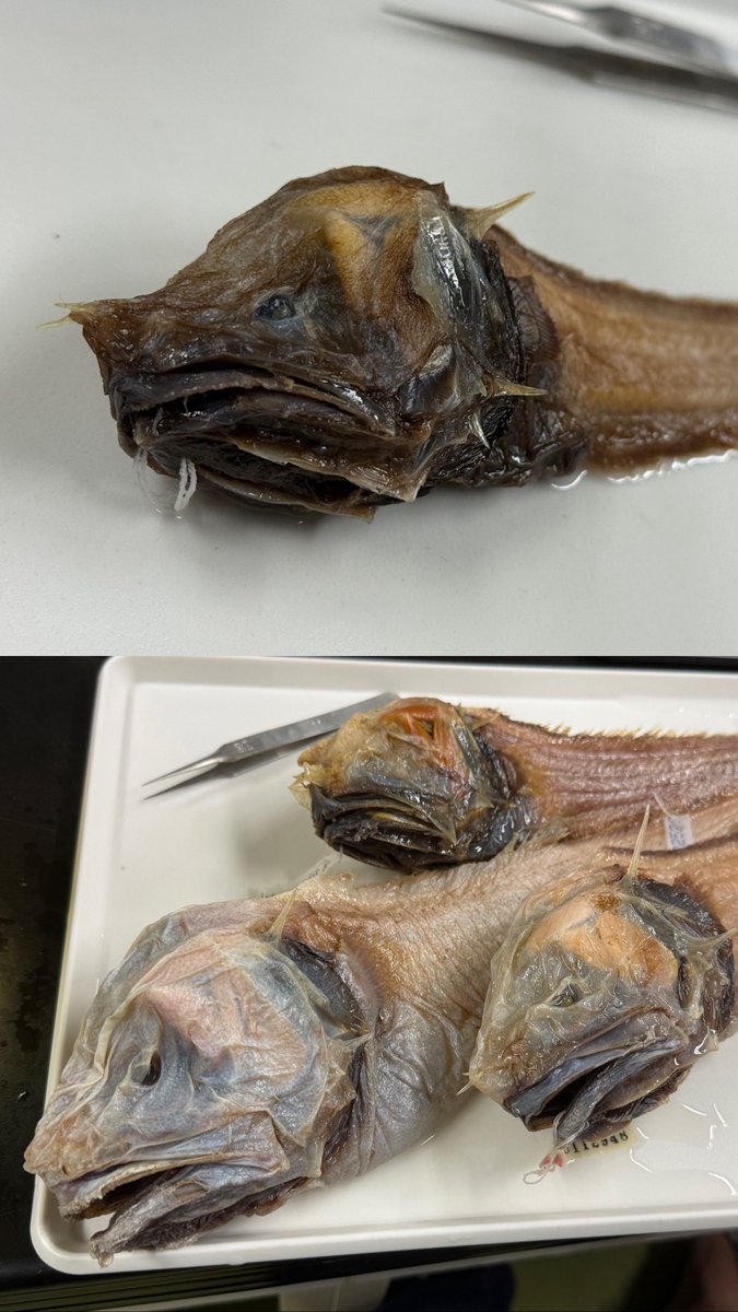 Sorari_Aiba's tweet photo. 主著論文が出版されました。

https://t.co/yRkhTNxqpP

高知大学と国立科学博物館に収蔵されていたハナトゲアシロを報告すると共に、種内変異や生息環境についても言及しました。

また、和名の無かったAcanthonidaeにハナトゲアシロ科を新たに提唱しました。

どなたでもご覧いただけます。 https://t.co/Q6dcZeeXH1
