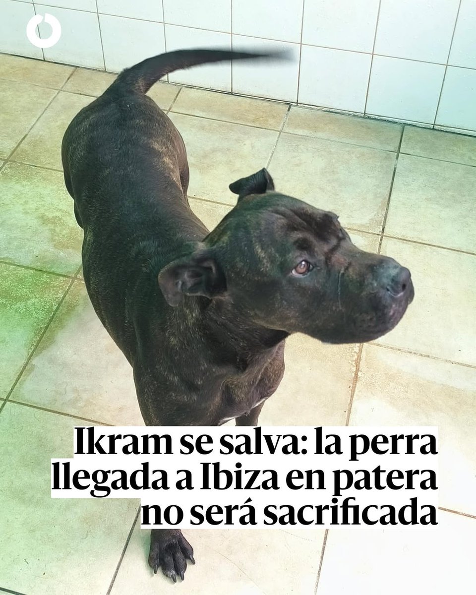 PartidoPACMA's tweet photo. 🙌¡Ikram no será sacrificada!

🐶Desde su llegada en patera a las costas de Ibiza en abril de 2025, hemos estado luchando por evitar su sacrificio.

👉Aunque la Dirección General de Salud Pública del Govern ordenó su sacrificio, el Ayuntamiento @ajeivissa interpuso un recurso contencioso-administrativo para evitarlo. La Concejalía de Bienestar Animal de Ibiza solicitó además una medida cautelar que suspendiera el sacrificio.

🏛Ahora, el TSJIB ha estimado esta medida cautelar, evitando el sacrificio y manteniendo a Ikram bajo vigilancia veterinaria. Confiamos en que el sentido común y la empatía permitan que Ikram esté pronto de nuevo con su responsable.

🚫Desde la llegada de Ikram en patera hemos trabajado duro para que no se sacrificará al animal, solicitando nuevos protocolos en el caso de la entrada de animales por la misma situación.

#MaltratoAnimal #SacrificioCero #JusticiaParaIkram #ÚneteALaRevoluciónVerde #ÚneteAPACMA