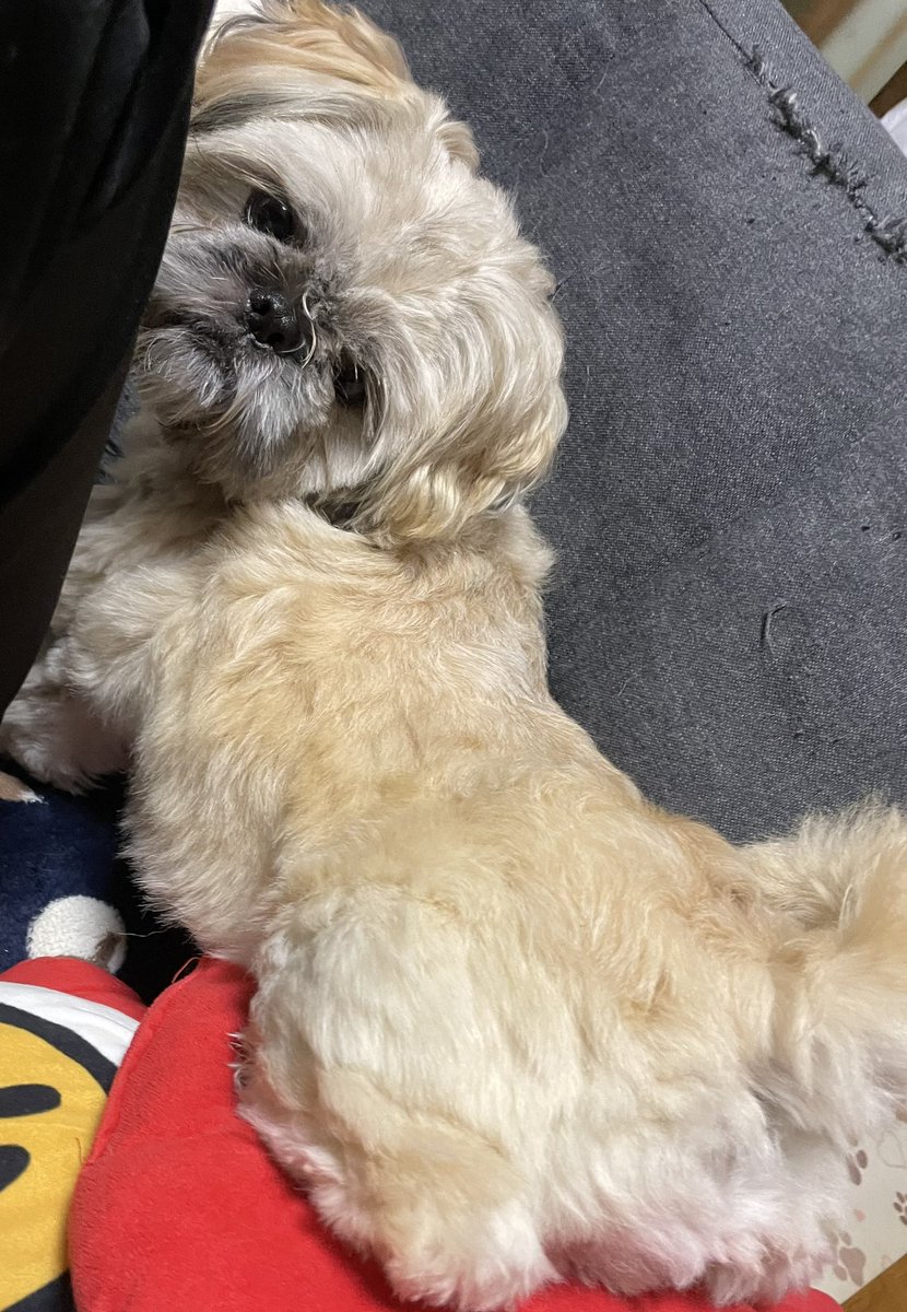 pui_pui729's tweet photo. ちゃあ🤎
かわいすんぎ https://t.co/PZmzlcUMbt