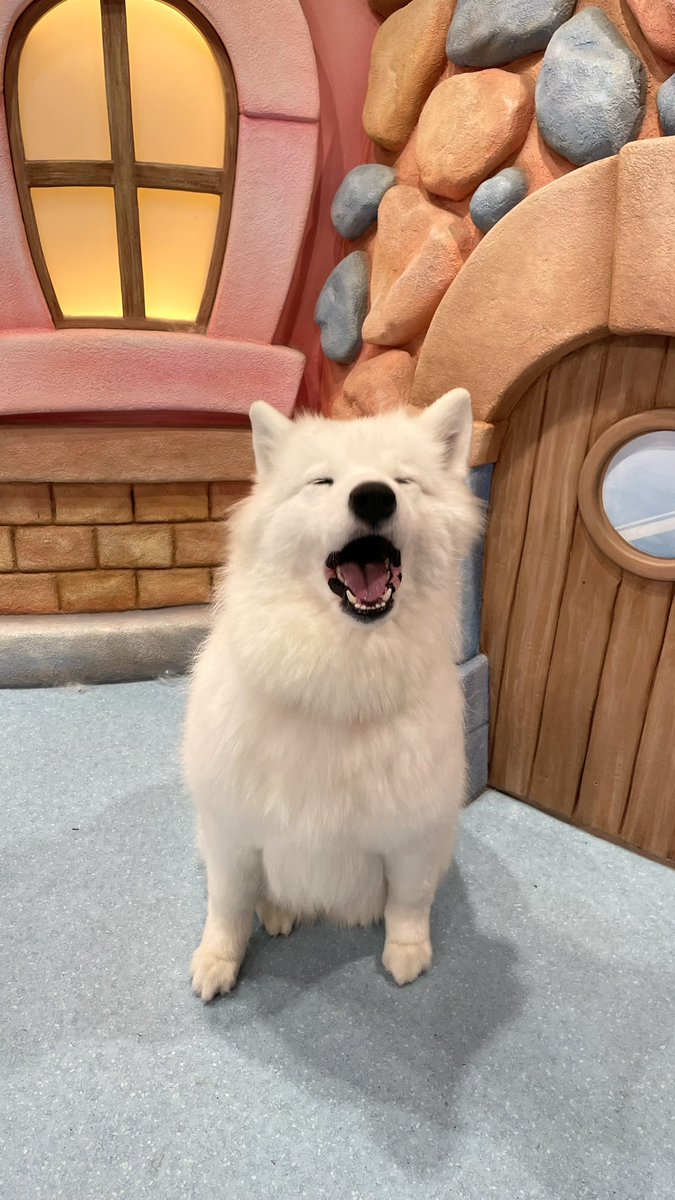 cho_samoyed's tweet photo. わほー https://t.co/AR1yU6Ez3f
