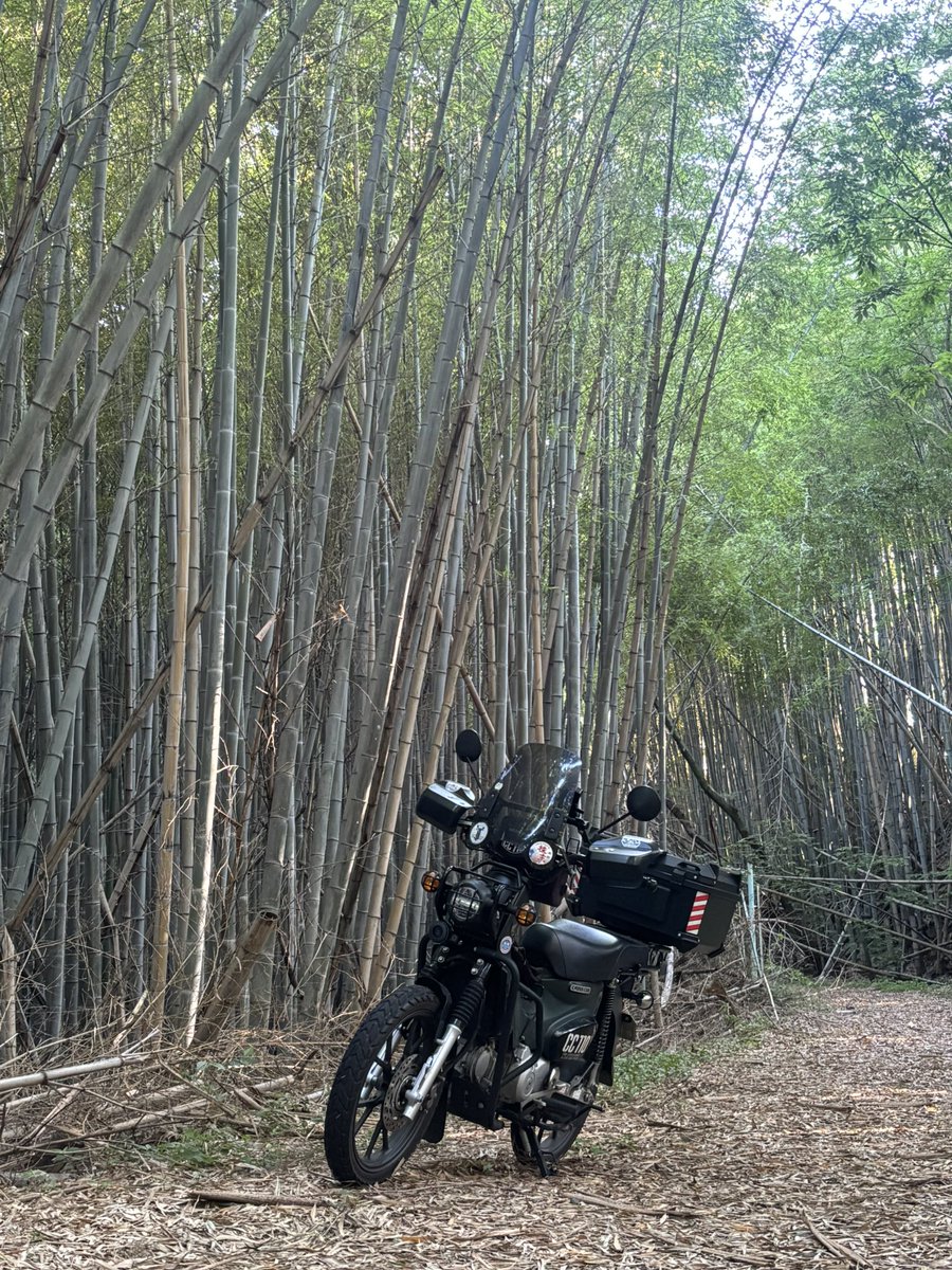 SEBONEtoCUB's tweet photo. 竹が倒れてて通れないので引き返す🛵
#クロスカブ
#カブ通勤
#寄り道 https://t.co/OjTYqV6b62