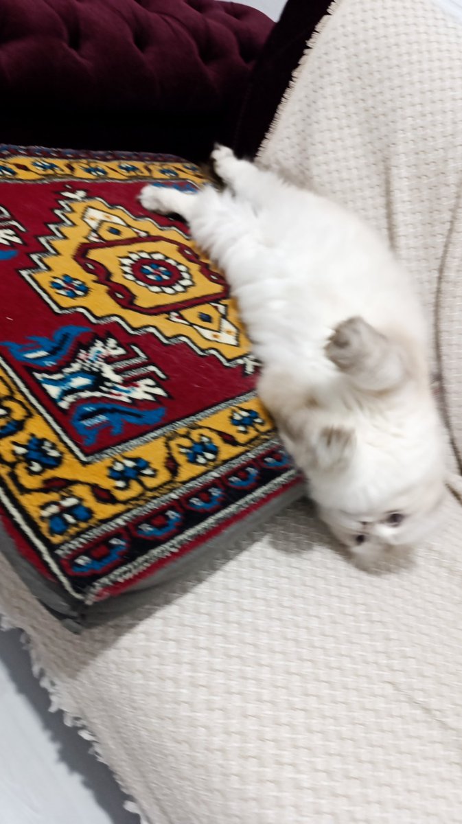 SatiColaker's tweet photo. Jfphdydphdphxşhfğ https://t.co/cmrZz6KCJF