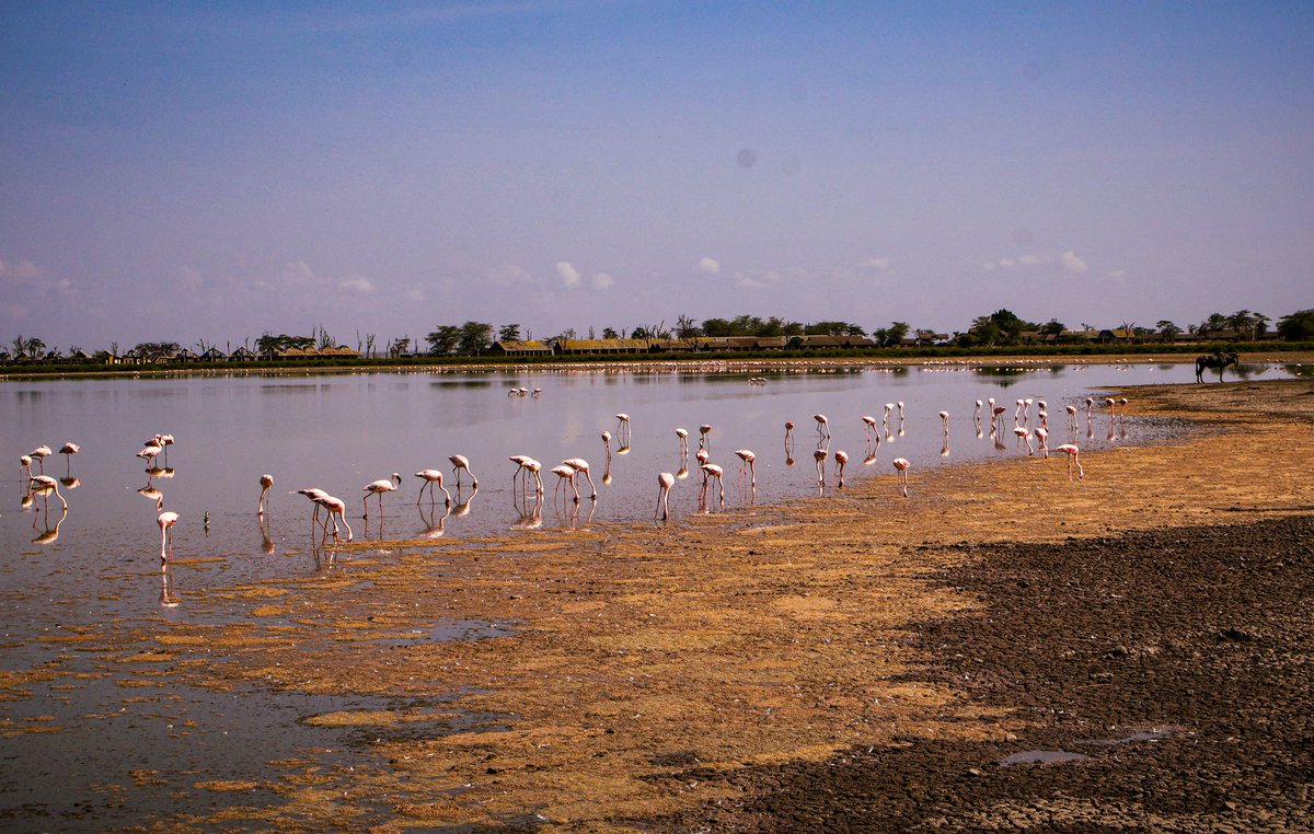 ClassicExplore1's tweet photo. Did you know?! 
That flamingos get their vibrant color from the carotenoid pigments in the algae and crustaceans they eat, proof that beauty is truly nourished from within.Witness this spectacle of nature’s artistry on your safari. Book now .

🔗 https://t.co/ydC1buLoTV https://t.co/PL3SxZaDnO