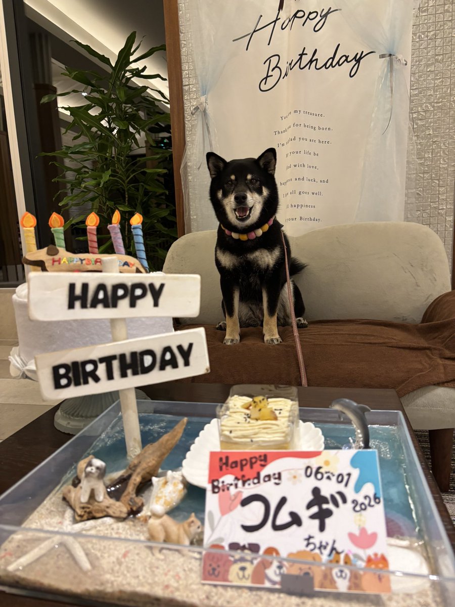 yukanyan2525's tweet photo. こむぎのお誕生日にお出かけしてスタッフさん達にお祝いて貰った時の写真( * ˙ᵕ˙ * )🎂🎉かわいい…🎶

さつまいものわんちゃんケーキ頂きました🍠💜💛 #こむぎちゃん日記  #柴犬 https://t.co/XcH2RefosO