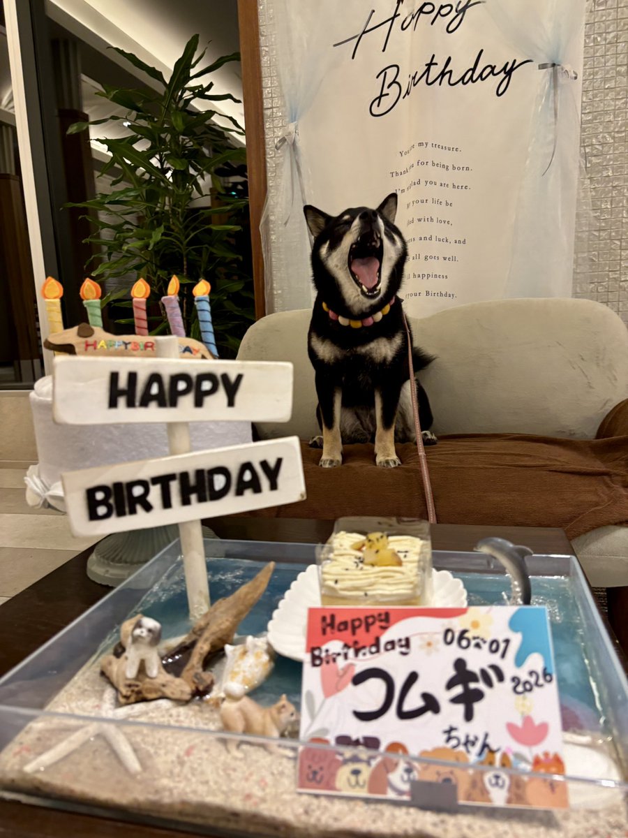 yukanyan2525's tweet photo. こむぎのお誕生日にお出かけしてスタッフさん達にお祝いて貰った時の写真( * ˙ᵕ˙ * )🎂🎉かわいい…🎶

さつまいものわんちゃんケーキ頂きました🍠💜💛 #こむぎちゃん日記  #柴犬 https://t.co/XcH2RefosO