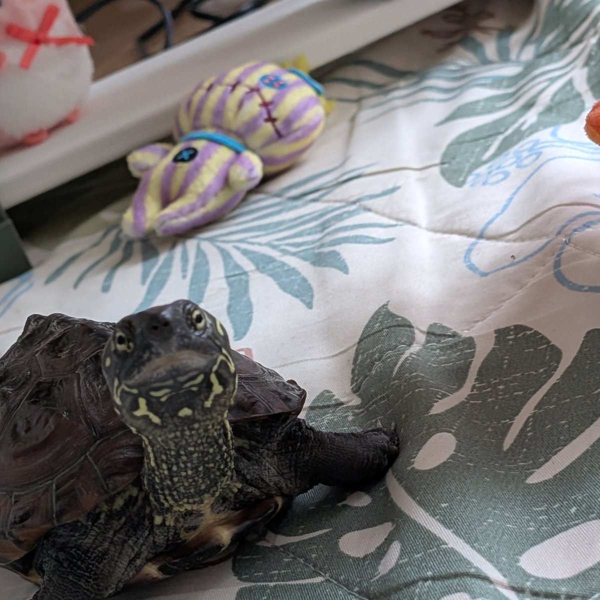 barney0717's tweet photo. 🐢「いえ〜い！楽しいのだ！」

🐢「遊んだ後は、ママが片付けてくれるのだ🎶」 https://t.co/RNqwnpXlMi