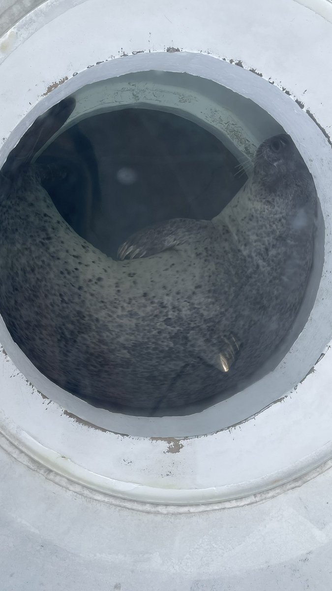 uni_5382's tweet photo. しな水のアザラシちゃん🦭達
しぶきがどの子か段々と分からなくなった私 https://t.co/hOPlG75mxr