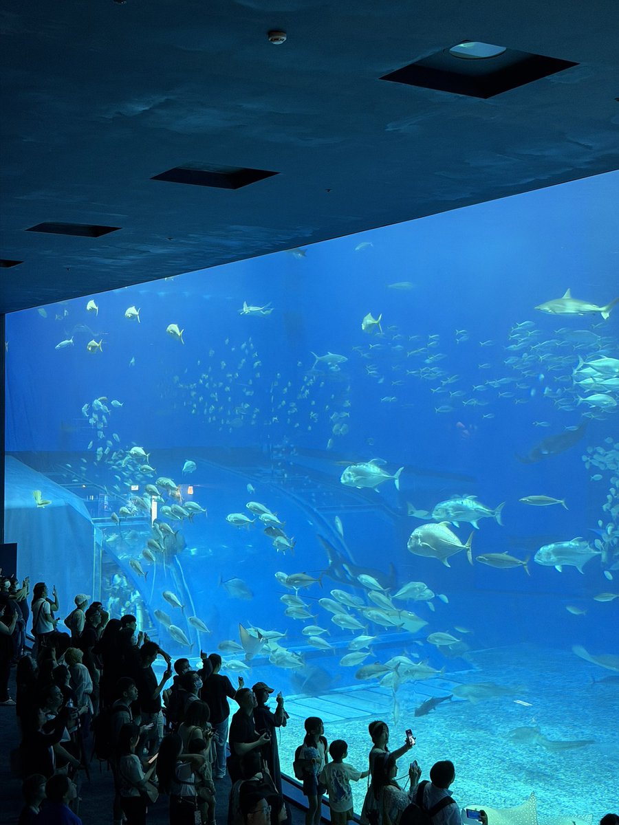 YYouTuber3's tweet photo. 昨日から沖縄に来ています！
今日は美ら海水族館と鍾乳洞へ🐟
久しぶりに観光した気がします☺️ https://t.co/Ny5zRzJngU