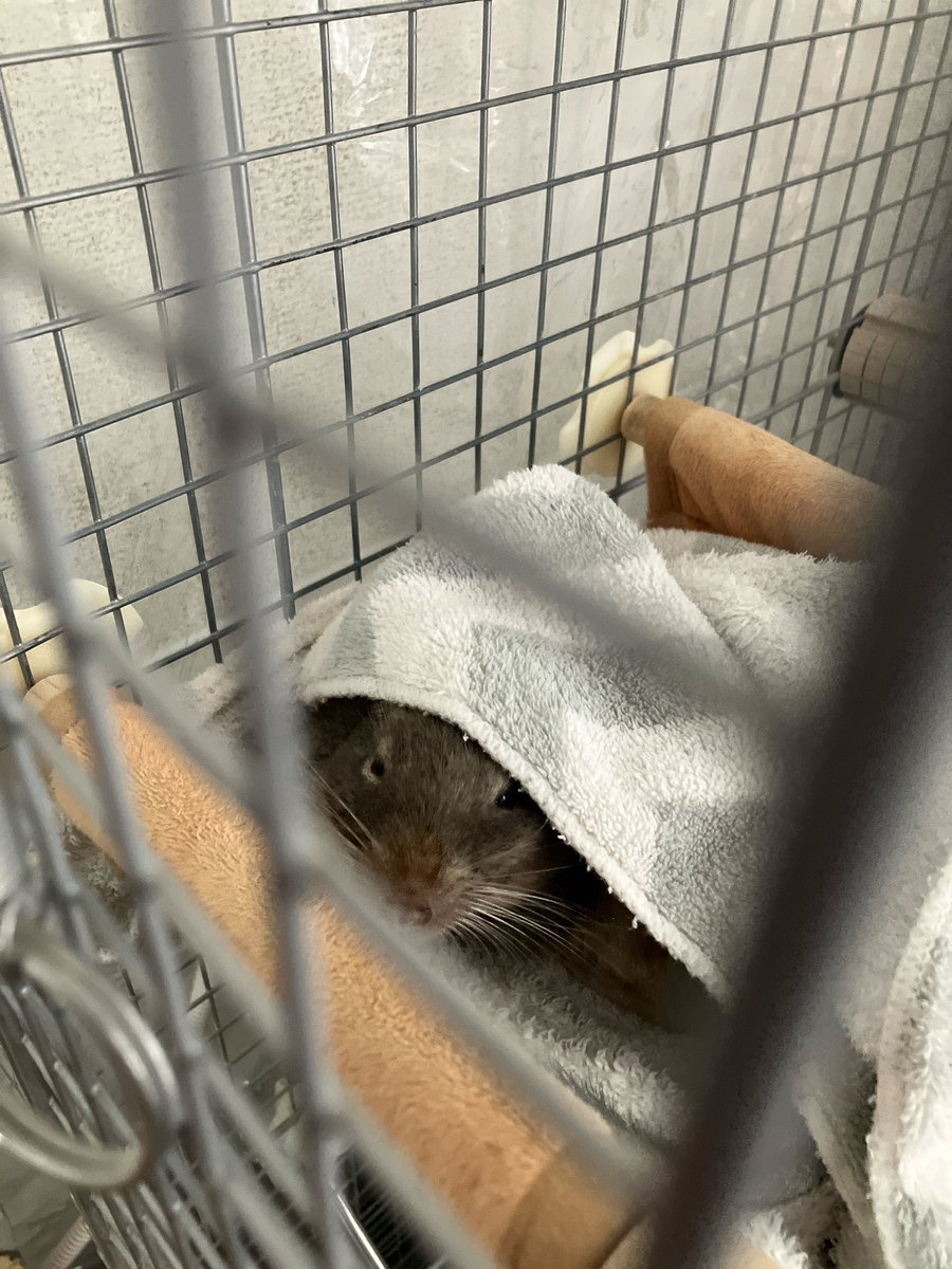 XAXA76239's tweet photo. うちのデグーは体に草を付けて偽装するし、布を纏って潜伏するので優秀。 https://t.co/oorueJ4Mf0