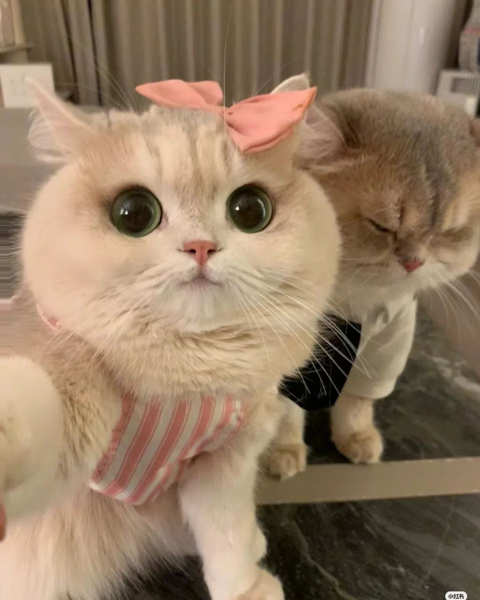 Miaw's tweet photo. https://t.co/rj3X6h4YiK